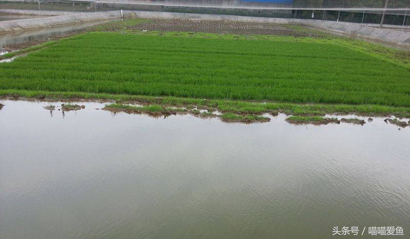 莲藕种植技术套养泥鳅