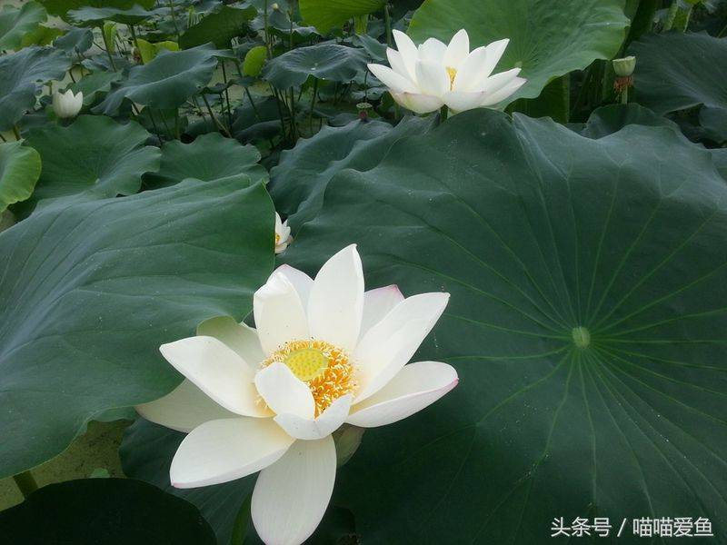 莲藕种植技术套养泥鳅