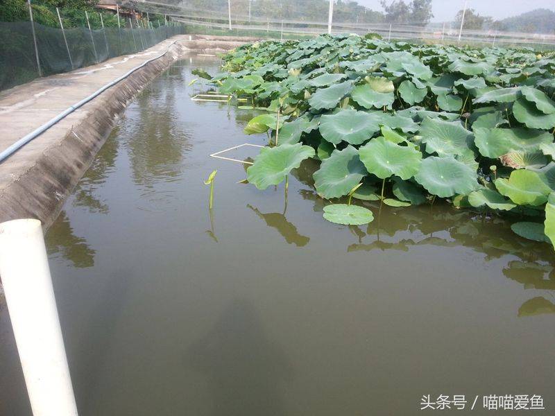 莲藕种植技术套养泥鳅