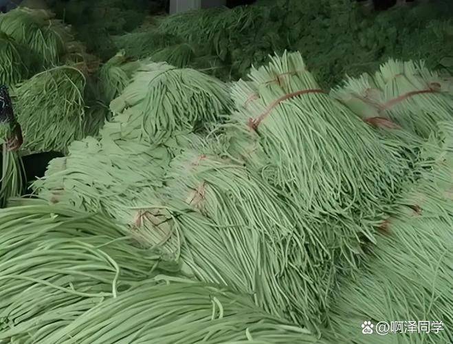 长豆角种植技术