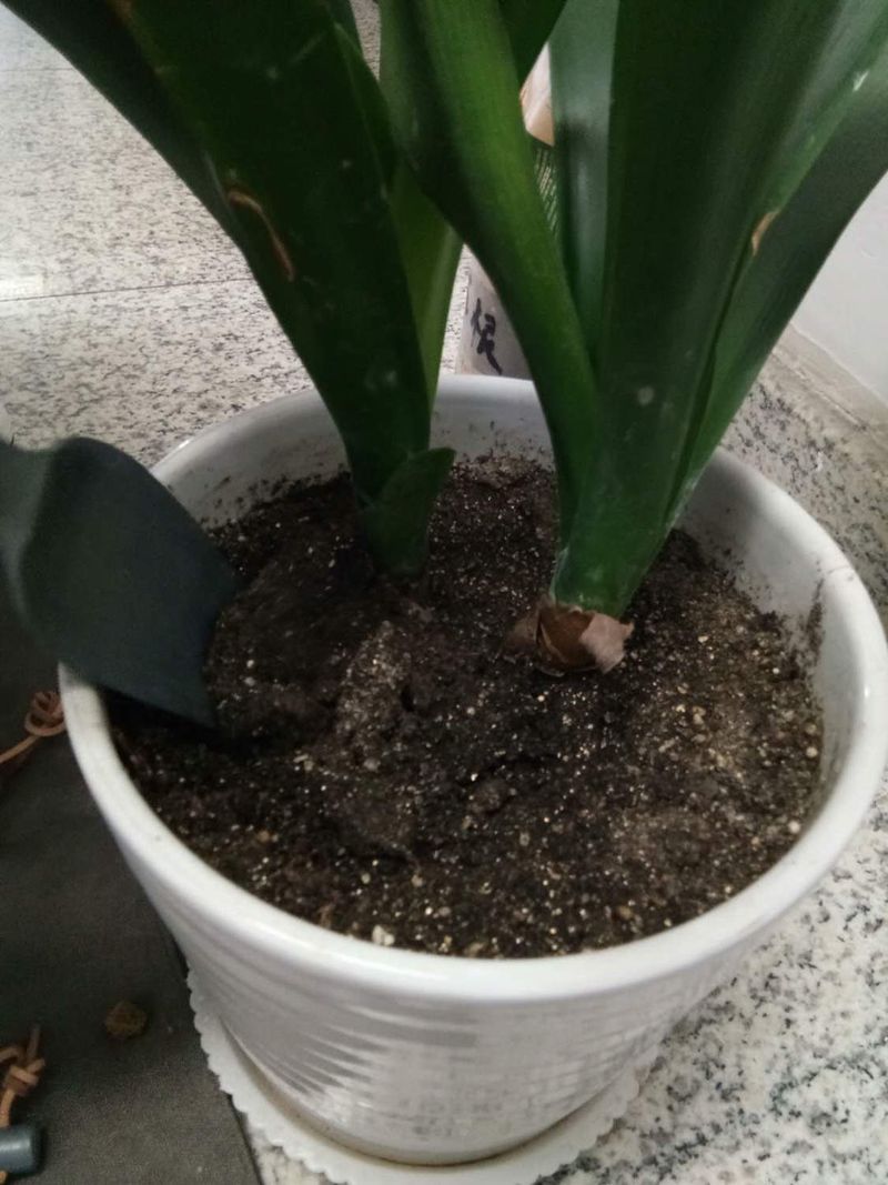 君子兰种子种植方法
