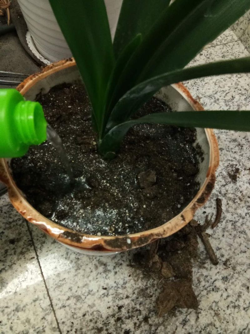 君子兰种子种植方法
