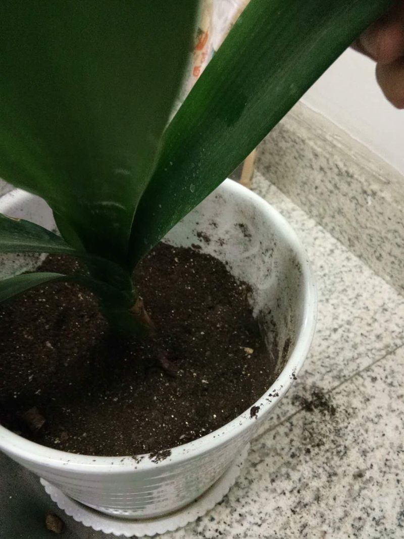 君子兰种子种植方法