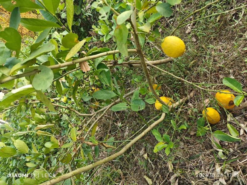 柠檬树苗怎么种植方法