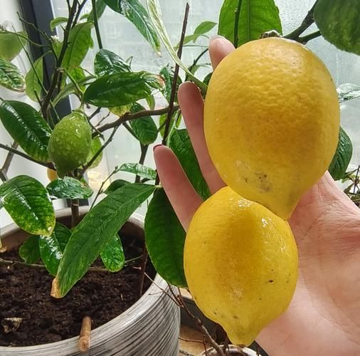 柠檬树苗怎么种植方法