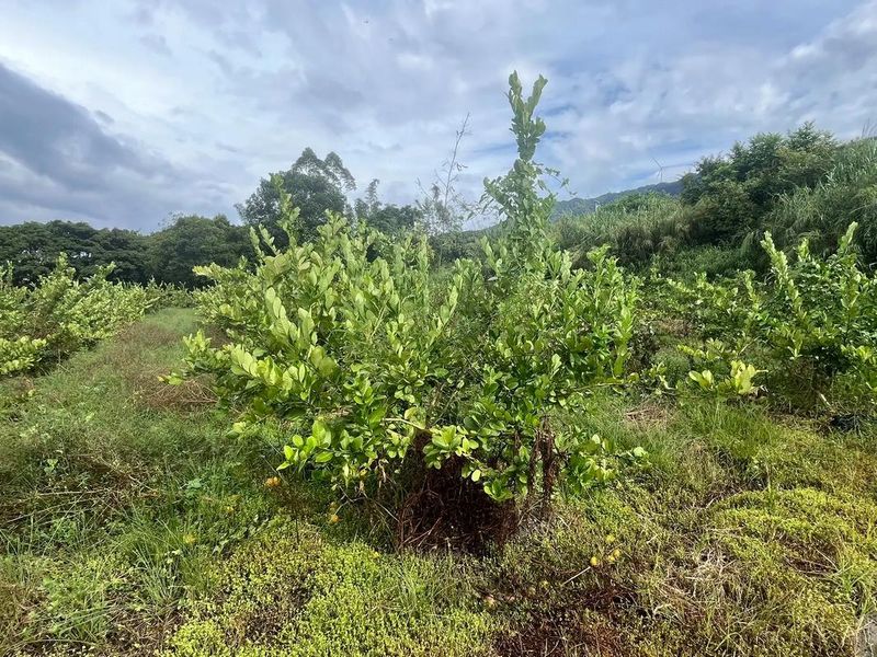柠檬树苗怎么种植方法