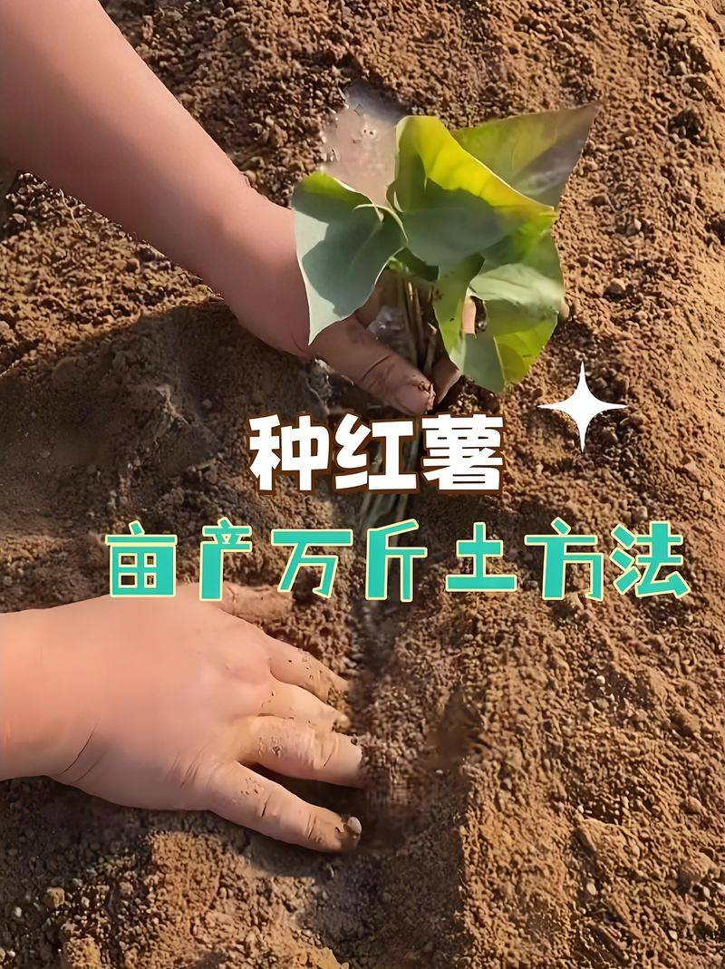 红薯种植技术