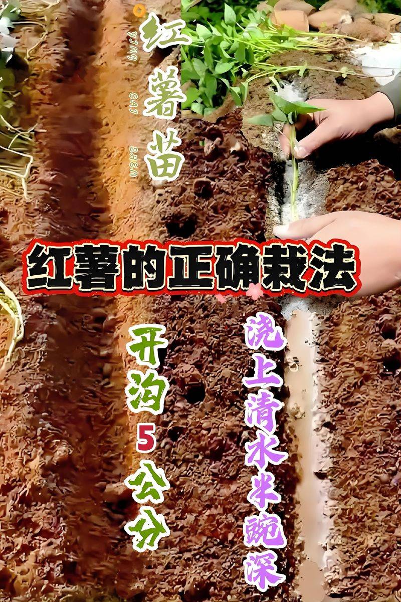 红薯种植技术