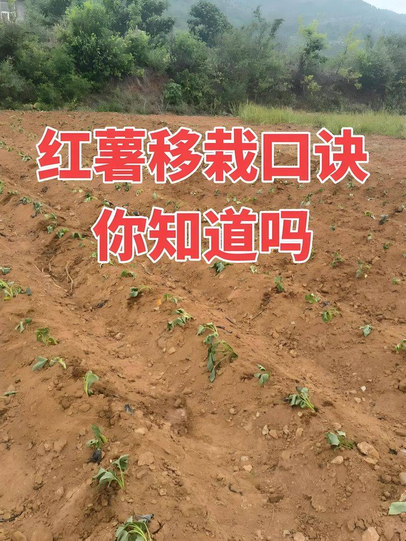 红薯种植技术