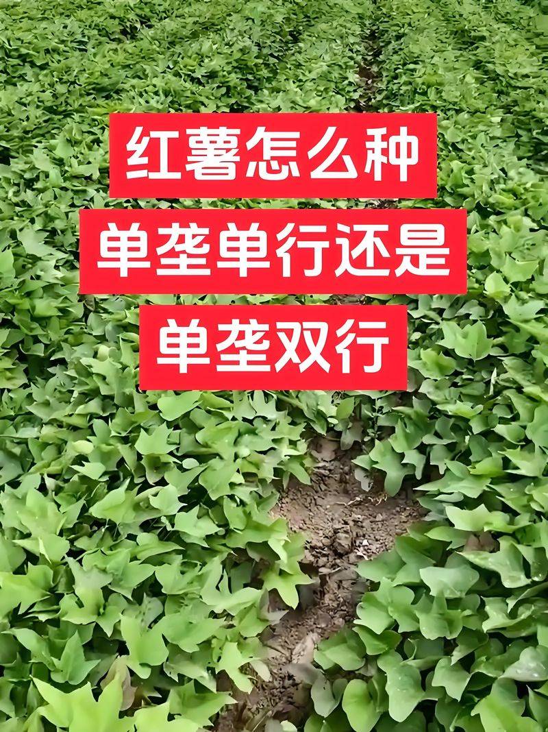 红薯种植技术