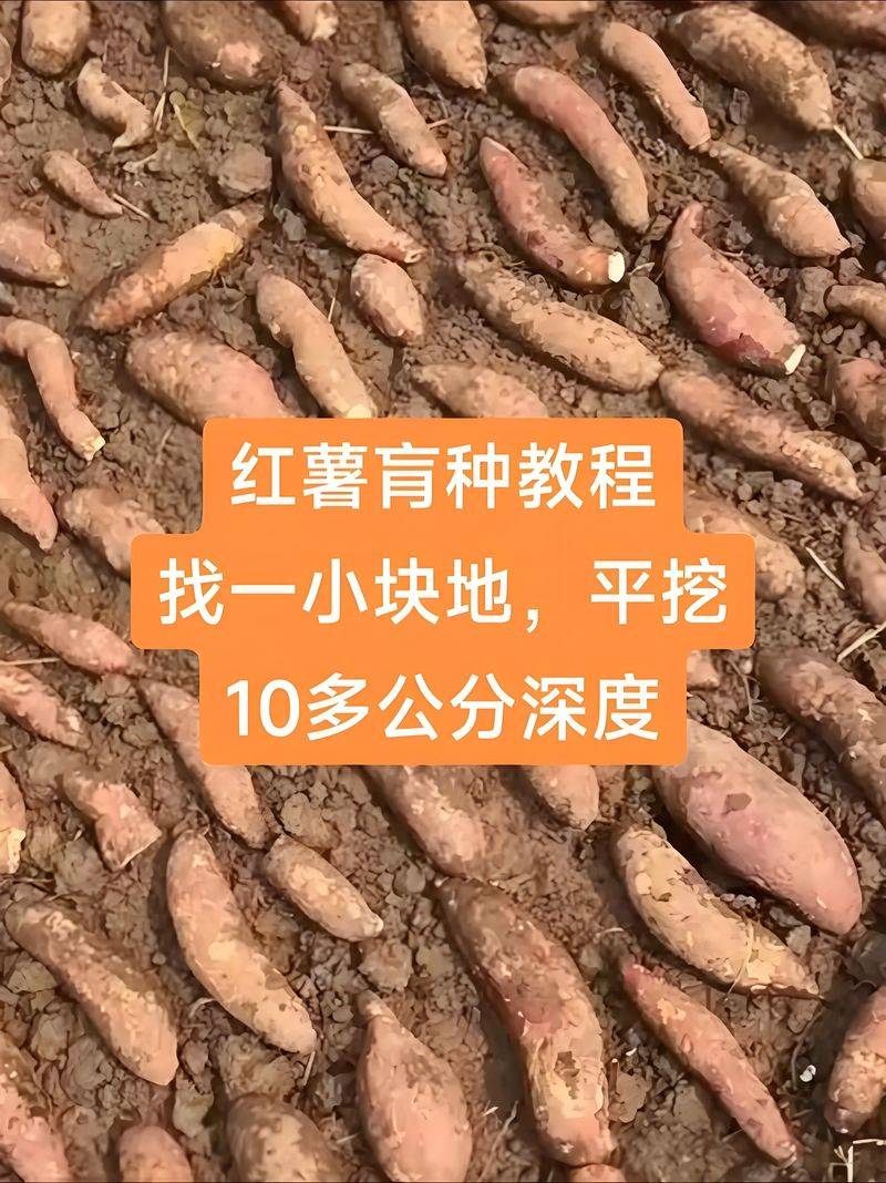 红薯种植技术
