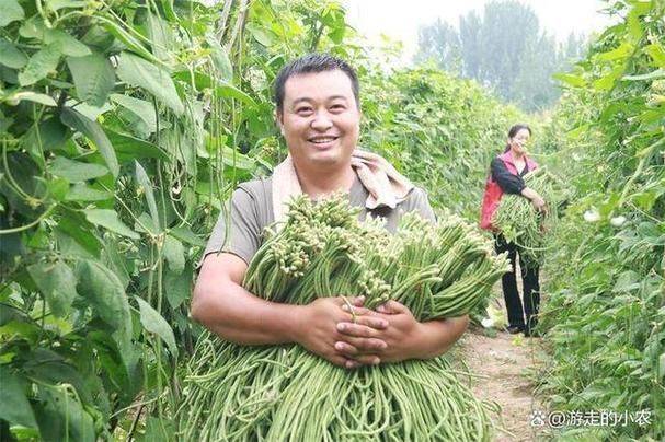 长豆角种植技术