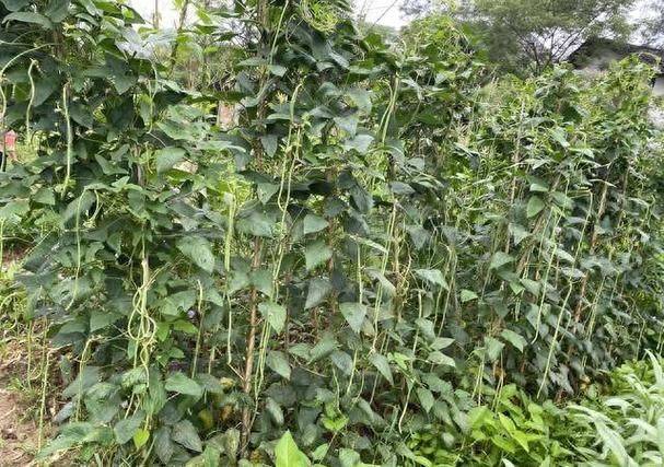 长豆角种植技术
