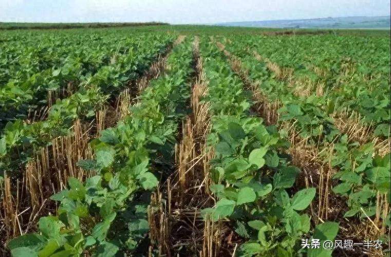 夏大豆种植技术