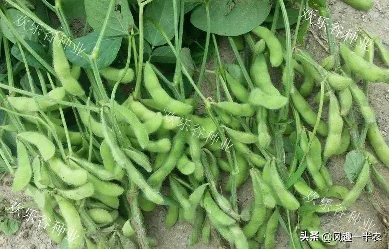 夏大豆种植技术
