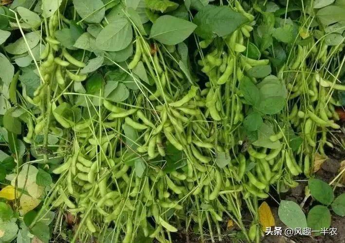 夏大豆种植技术