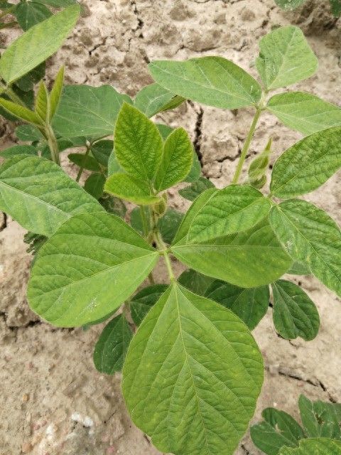 夏大豆种植技术