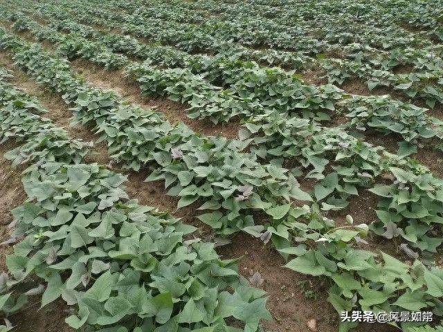 Potato growing techniques