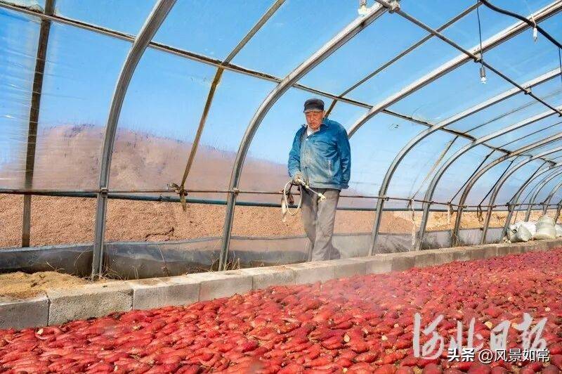 Potato growing techniques