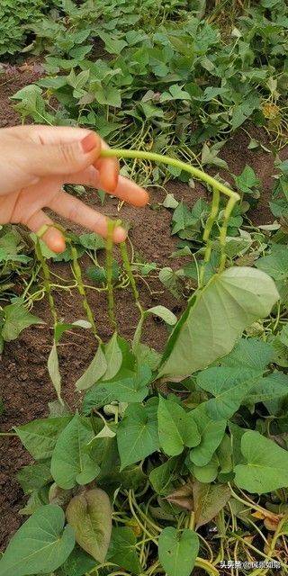 Potato growing techniques