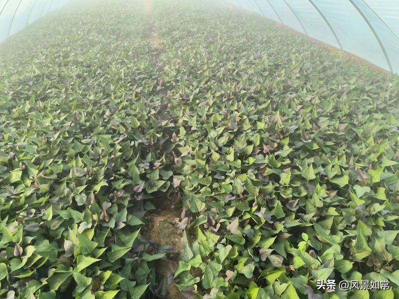 Potato growing techniques