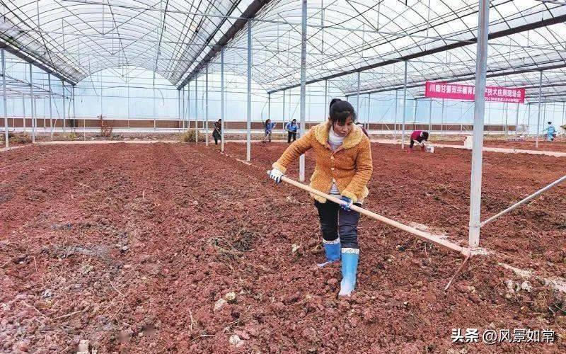 Potato growing techniques