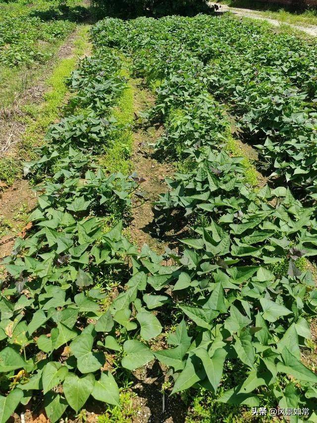 Potato growing techniques