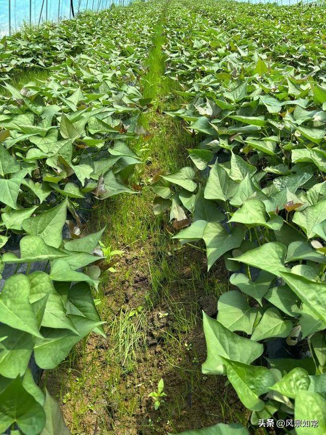 Potato growing techniques