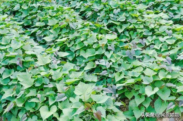 Potato growing techniques