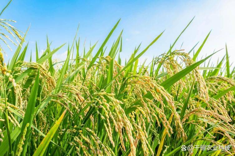 Recent rice cultivation techniques