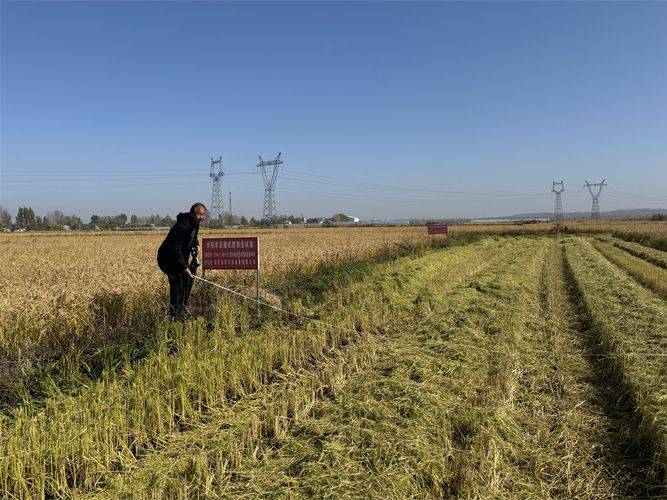 Recent rice cultivation techniques