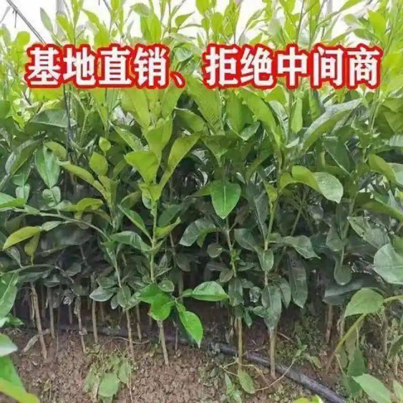 果树苗木种植蜜柚苗新品种