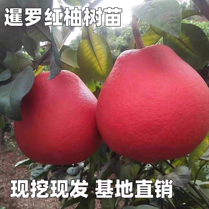 果树苗木种植蜜柚苗新品种