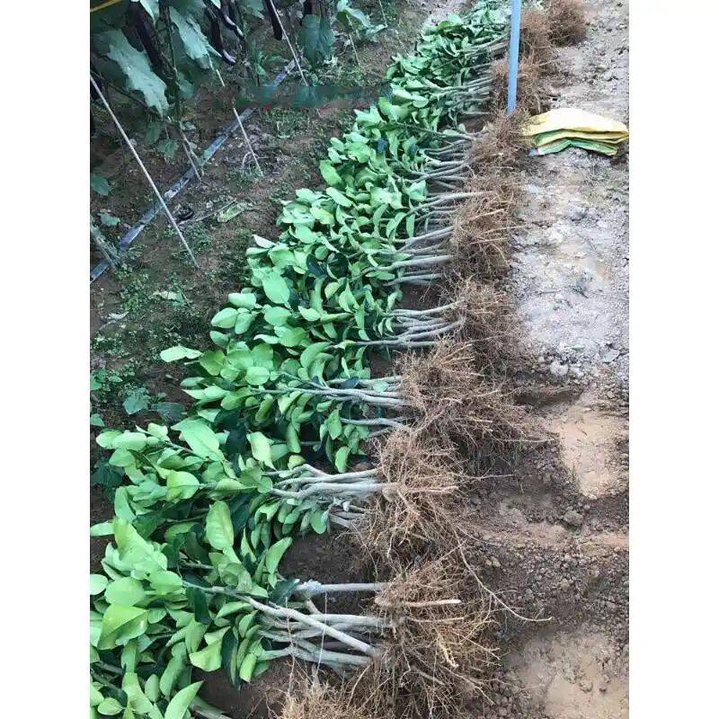 果树苗木种植蜜柚苗新品种