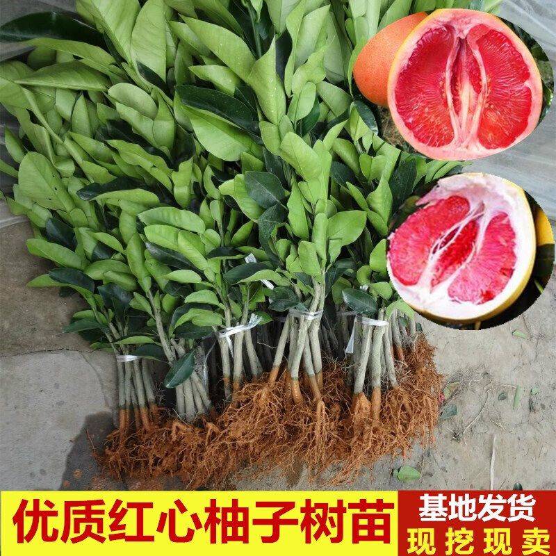 果树苗木种植蜜柚苗新品种