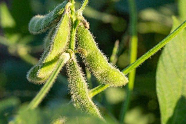 夏大豆种植技术