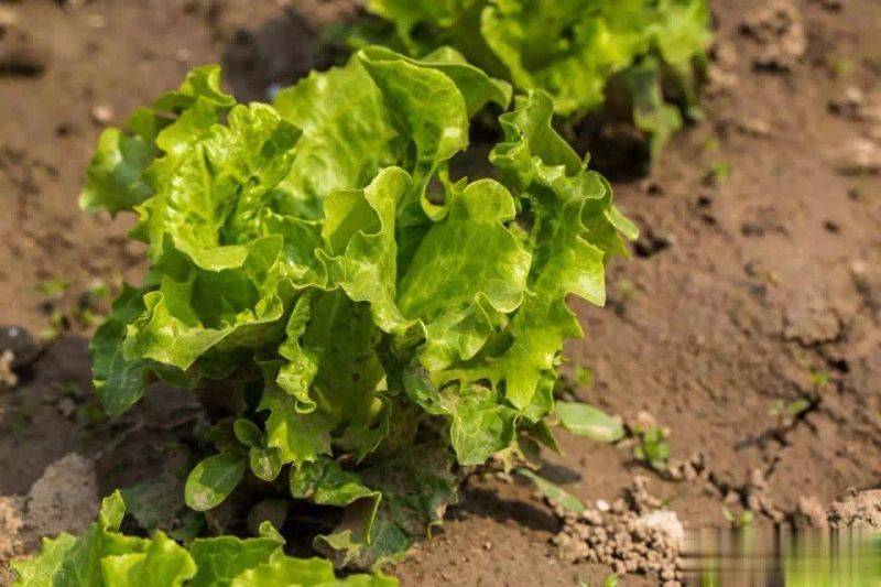 How to grow vegetables on the balcony