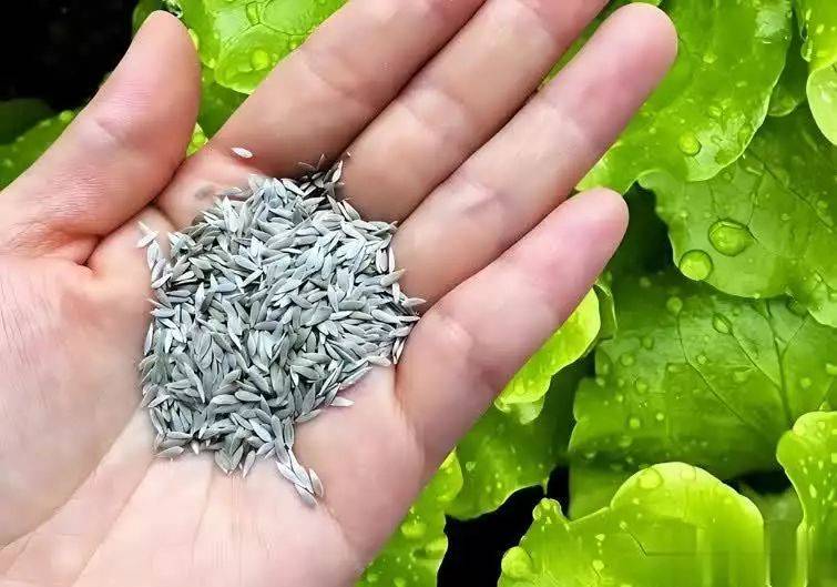 How to grow vegetables on the balcony