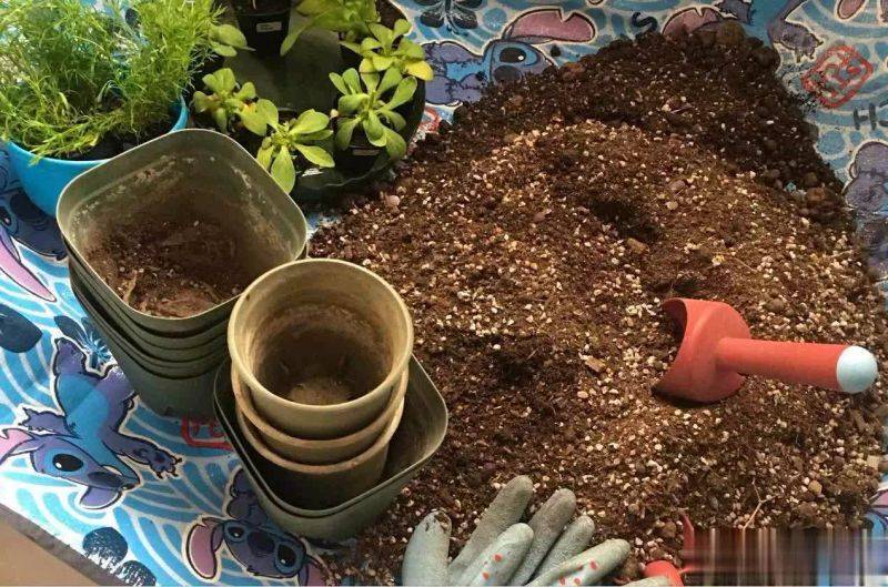 How to grow vegetables on the balcony