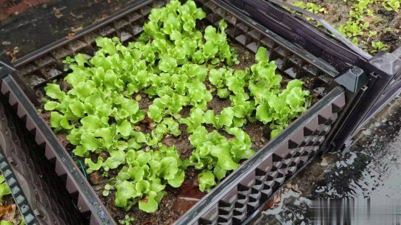 How to grow vegetables on the balcony