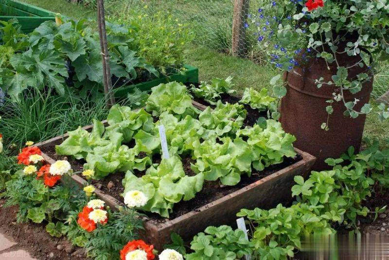 How to grow vegetables on the balcony