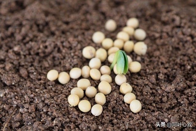 夏大豆种植技术