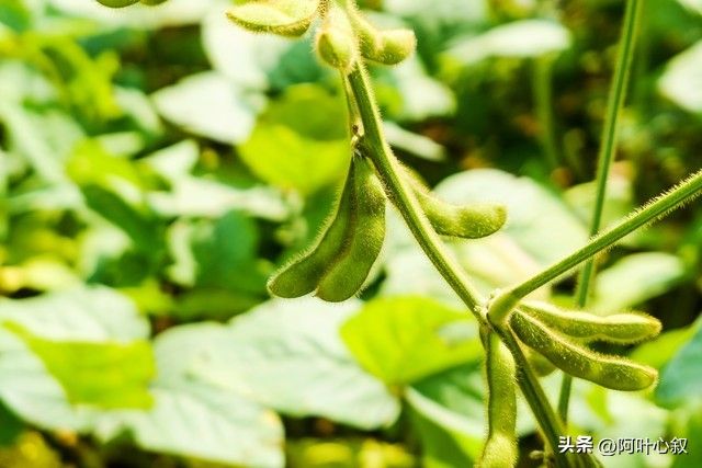 夏大豆种植技术