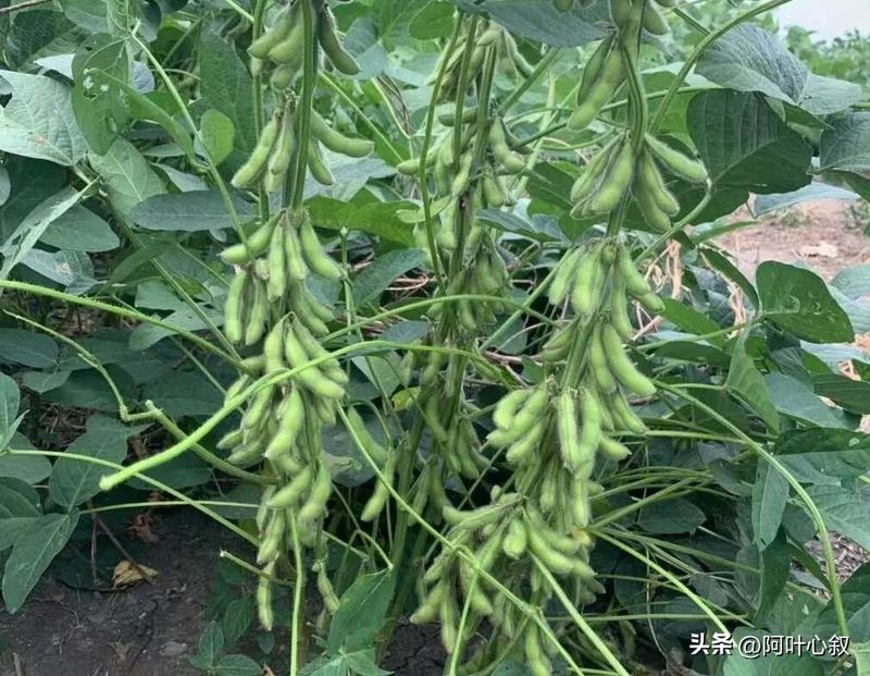 夏大豆种植技术