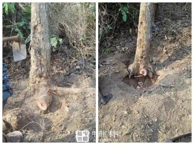海南黄花梨种植方法
