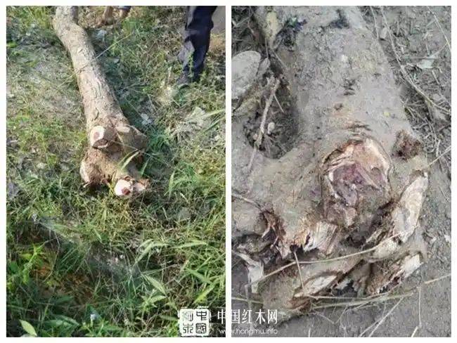 海南黄花梨种植方法