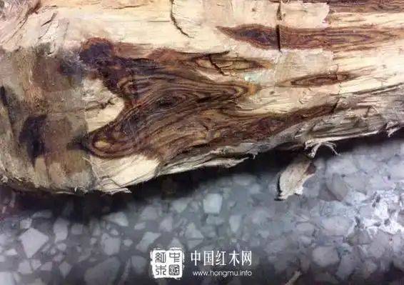海南黄花梨种植方法