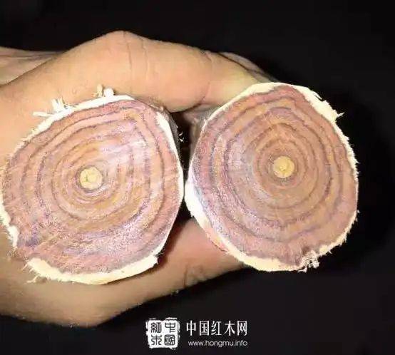 海南黄花梨种植方法