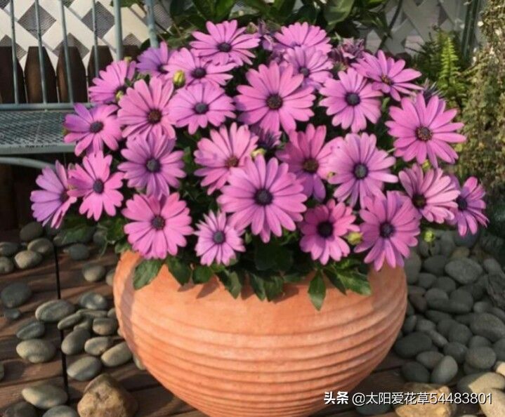 南非万寿菊的种植方法