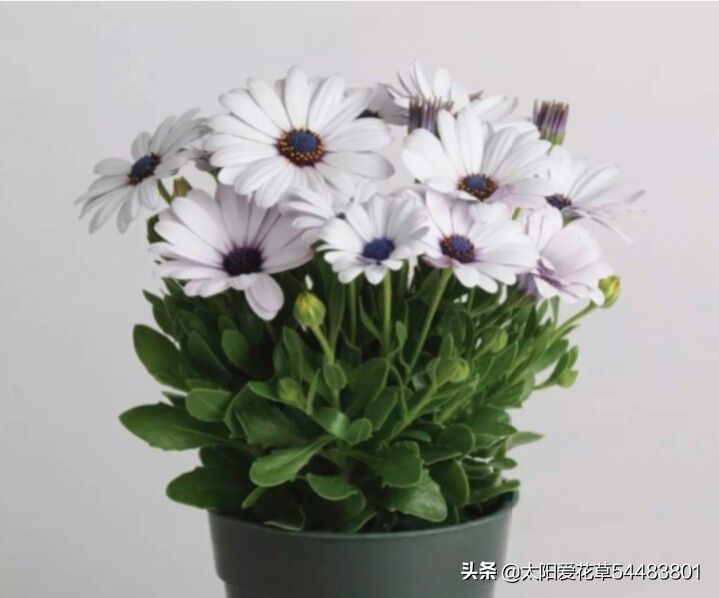 南非万寿菊的种植方法